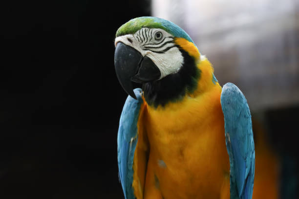 istock Close up head the Blue macaw parrot bird in garden 2194904758