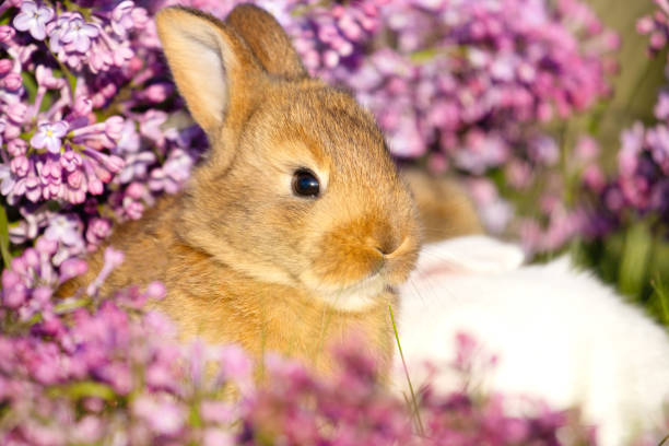 istock ginger rabbit close-up portrait surrounded by spring flowers 2194906583