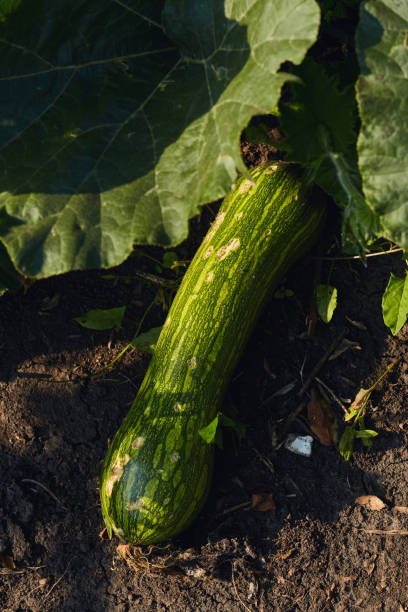 istock Green zucchini lying on soil, partially covered by large leaves in a sunlit garden setting. 2194906848