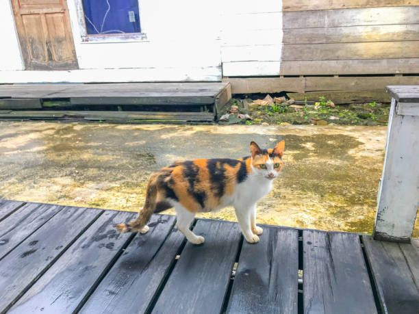 istock Cute cat in traditional village. Three color cat. 2194908562