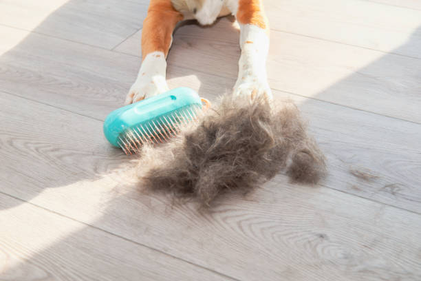 istock beagle dog and his fur 2194908655