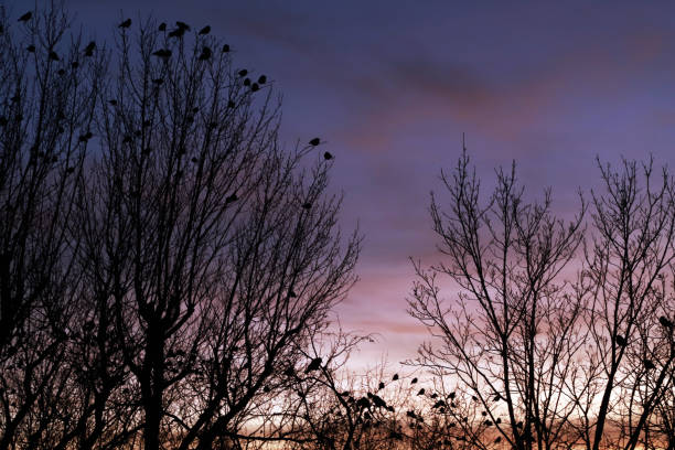 Mystical background, lot of birds flying and sitting on branches of trees without leaves against the night sky with blue and purple shades.