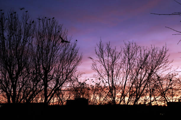 Mystical background, lot of birds flying and sitting on branches of trees without leaves against the night sky with blue and purple shades.