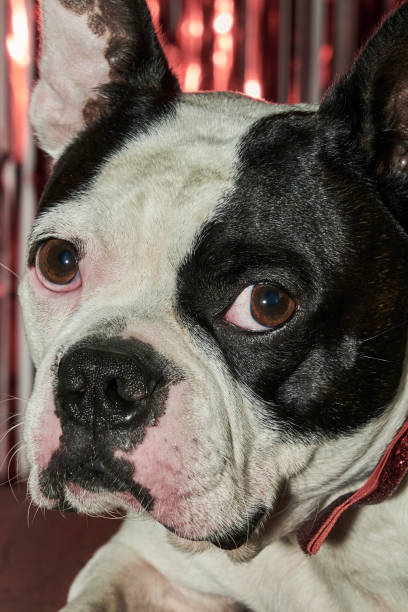 Boston Terrier, looking at the camera for a portrait