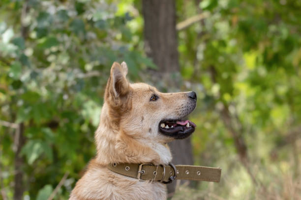 Portrait of a dog in profile.Cute muzzle. Dog looking up.