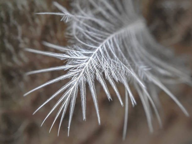 3D Feather
