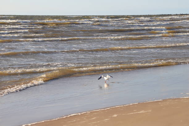 A seagull flies over the sea in summer. The common gull (Larus canus).