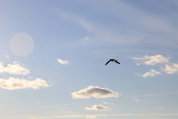 istock A seagull flies over the sea. 2194910208