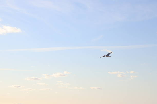 A seagull flies over the sea in summer. The common gull (Larus canus).
