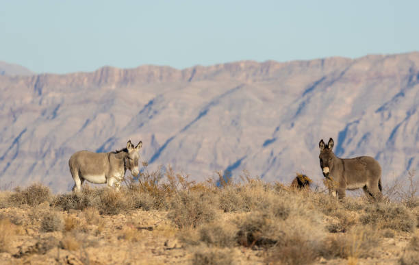 istock Wild Burros in the Nevada Desert in Winter 2194910474