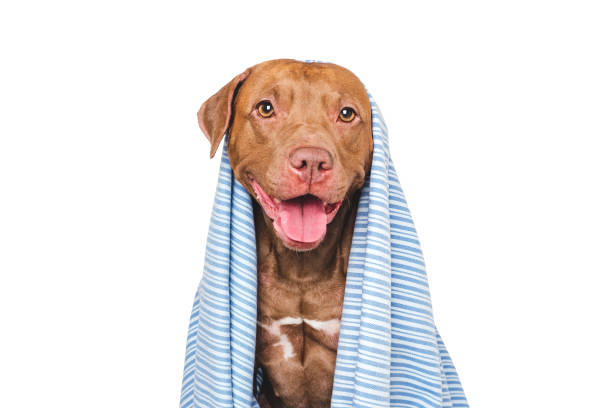 istock Cute dog and blue towel. Studio shot 2194910476