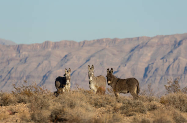 istock Wild Burros in the Nevada Desert in Winter 2194911026