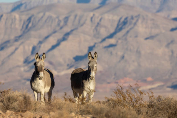 istock Wild Burros in the Nevada Desert in Winter 2194911029