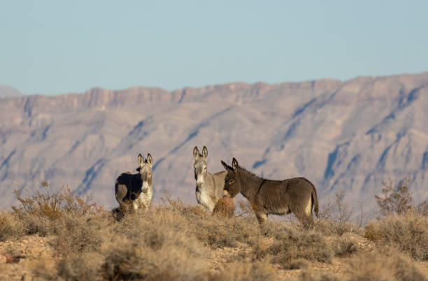 istock Wild Burros in the Nevada Desert in Winter 2194911037