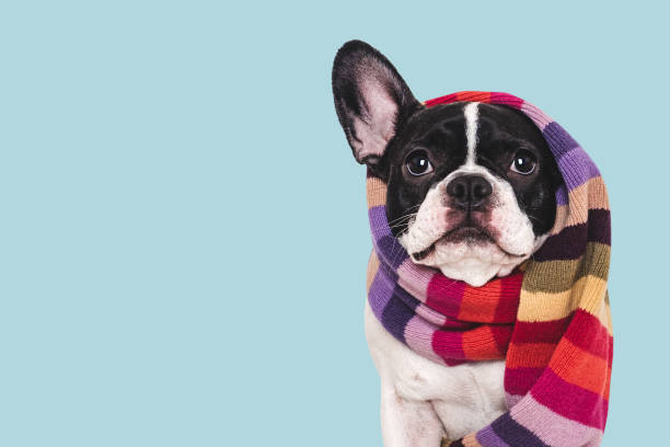istock Cute puppy and knitted winter scarf. Studio shot 2194911106