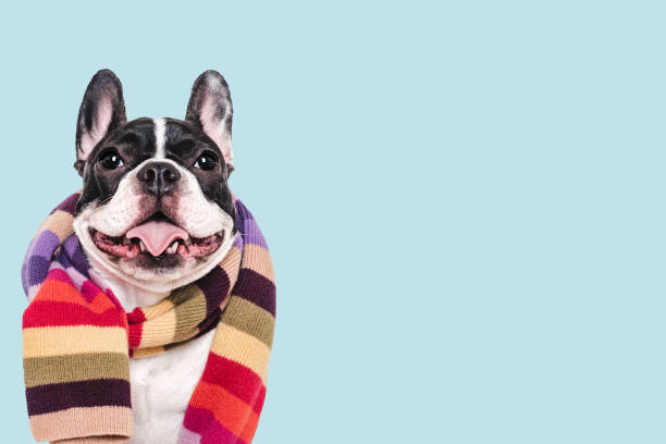 istock Cute puppy and knitted winter scarf. Studio shot 2194911127