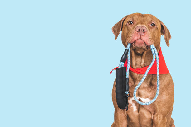 istock Lovable, pretty dog with a leash in his mouth 2194911204