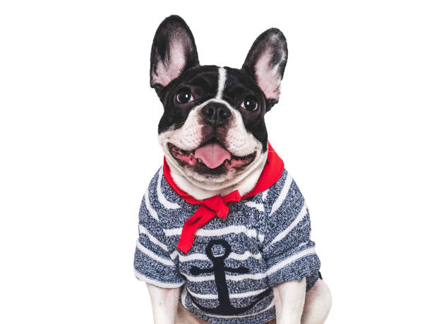 istock Stylish, lovable puppy and red neckerchief. Studio shot 2194911229