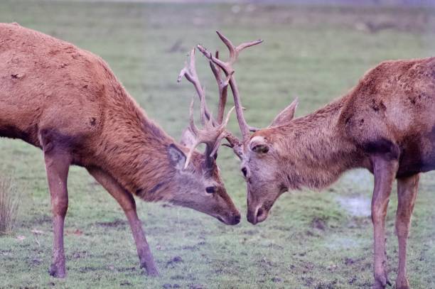 istock red deer stags clashing antlers 2194911410