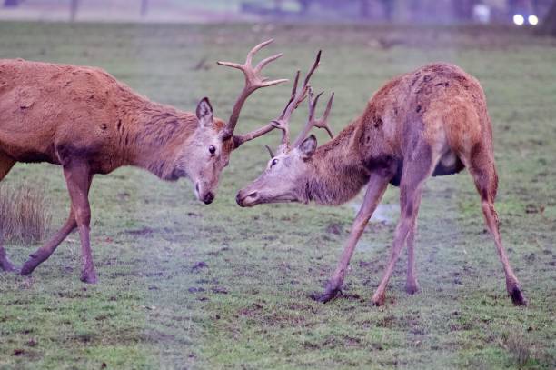 istock red deer stags clashing antlers 2194911449
