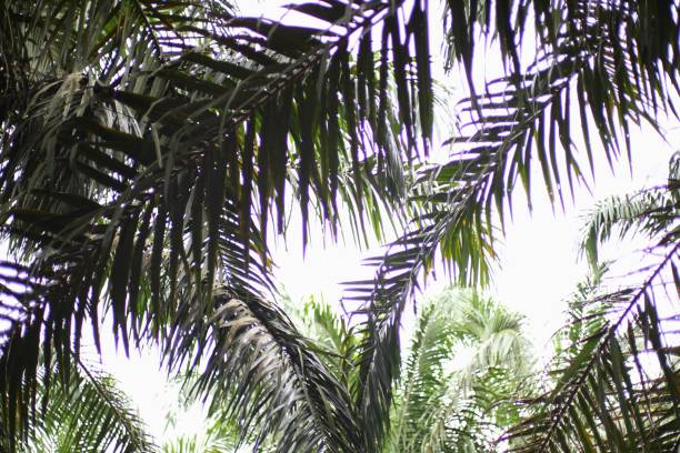 istock Palm tree leaves create a green canopy with a bright white background for a tropical vibe 2194911802