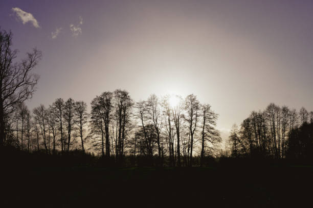 Scenic view of trees on a field against sky