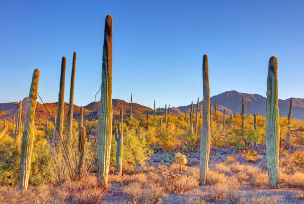 istock Saguaro National Park in Arizona 2194913028