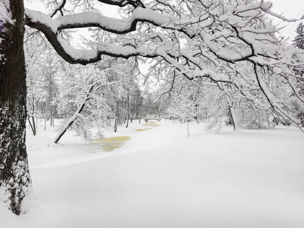 Blizzard in the winter park. Tall trees under snow cover. Minimalistic winter landscape. Gatchina.