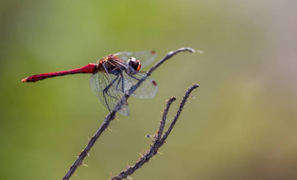 istock A resting red dragonfly Sympetrum vulgatum 2194914468