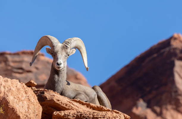 istock Desert Bighorn Sheep Ram in Nevada in Winter 2194914945