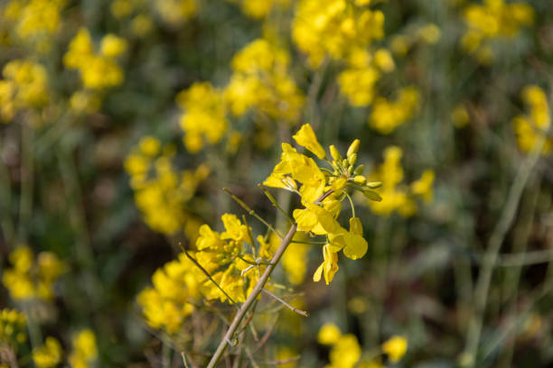 istock Flowering canola or rapeseed field 2194915004