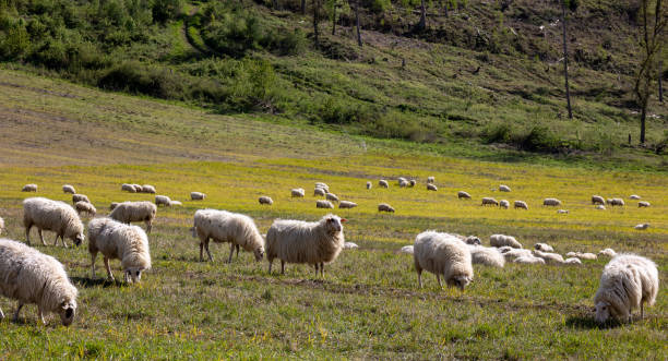 A herd of sheep grazing in a field
