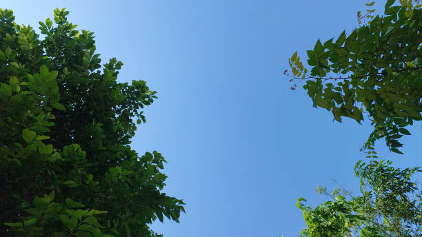 istock Green foliage against a blue sky on a sunny day. 2194916254