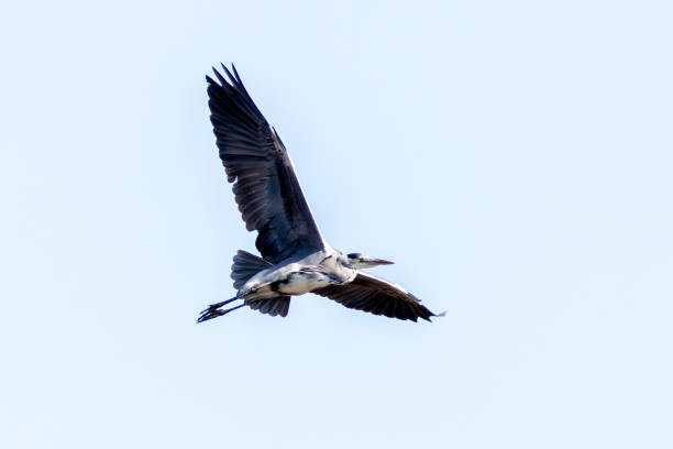 istock Grey Heron (Ardea cinerea) in Father Collins Park, Dublin 2194916317