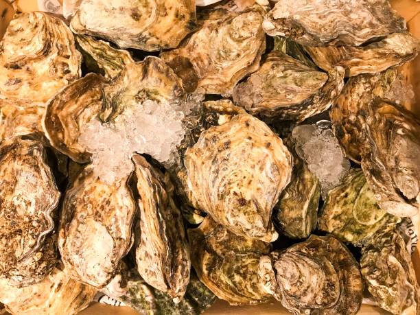 istock Close-up view of fresh oysters 2194916467