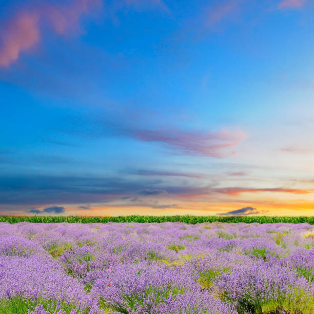 istock Field with blooming lavender and sunrise. 2194916493