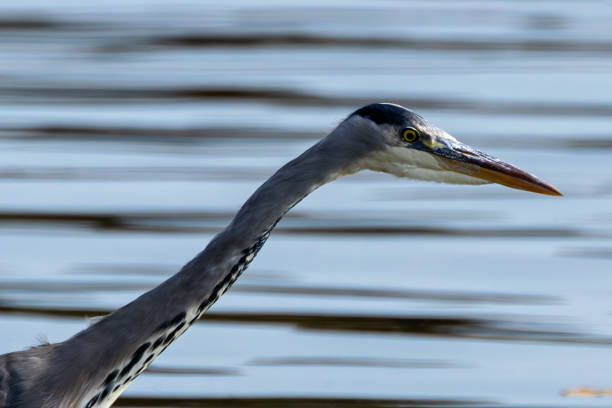 A Grey Heron (Ardea cinerea) wading in Father Collins Park, Dublin. This common heron is typically found near water bodies across Europe, where it hunts for fish, amphibians, and small mammals.