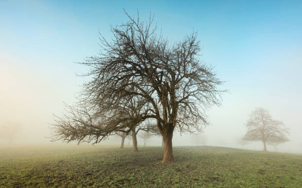 istock Bare trees in misty atmosphere in winter, minimalistic with blue sky 2194918819
