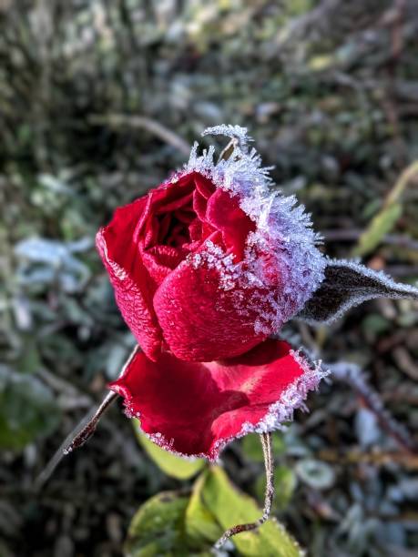 istock Res rose in Winter mood 2194918998