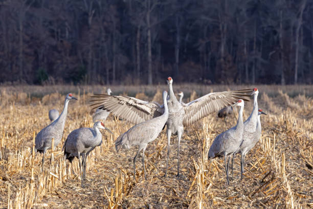 istock Sandhill Crane in a Display of Courtship 2194922257
