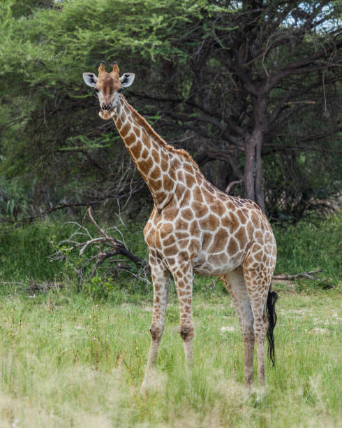 istock An Angolan Giraffe, Giraffa giraffa angolensis: Mahango GR, Namibia 2194922277