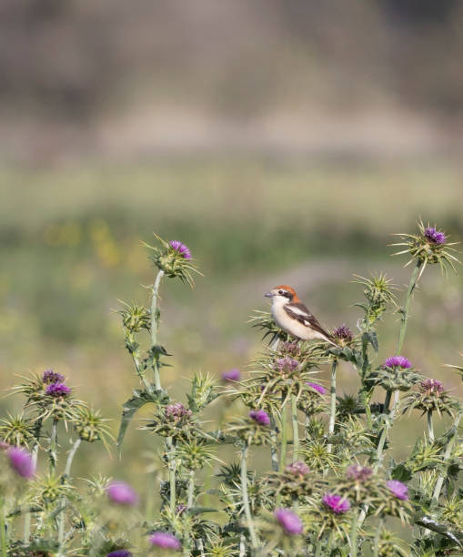 istock Woodchat Shrike, Lanius senator, perched on a Milk Thistle: Spain 2194922301