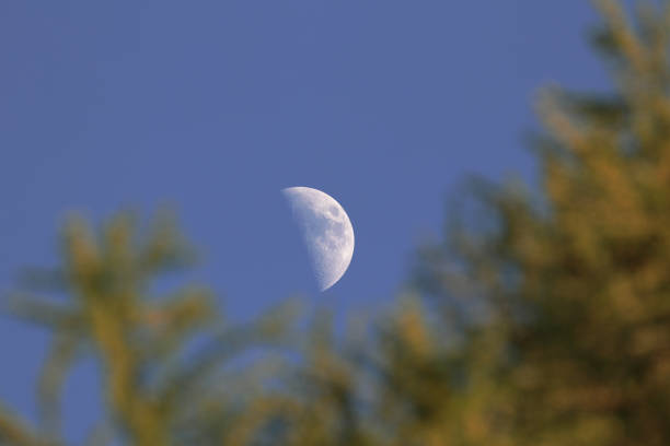 The moon in the last quarter, which is located between the branches of a deciduous tree. The leaves of the tree are out of focus.