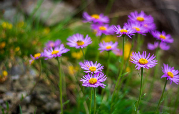 istock aster alpinus lights up the green meadows of spring 2194923148