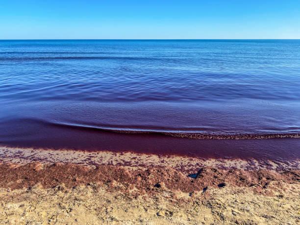 View of beach shore with dirty water under the effect of a red tide in the coast of the Valencian Community in Spain