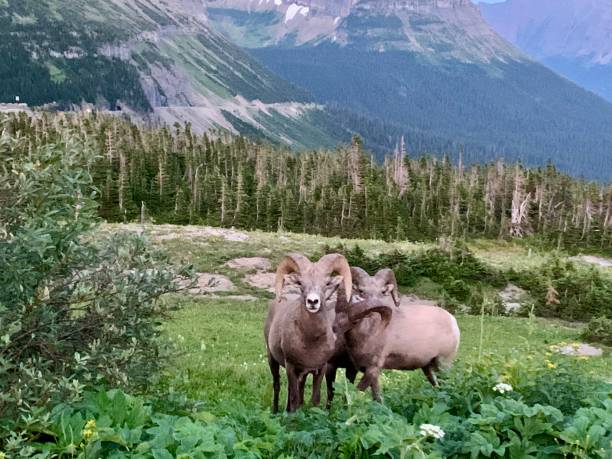 istock Bighorn Sheep, Glacier National Park 2194924993