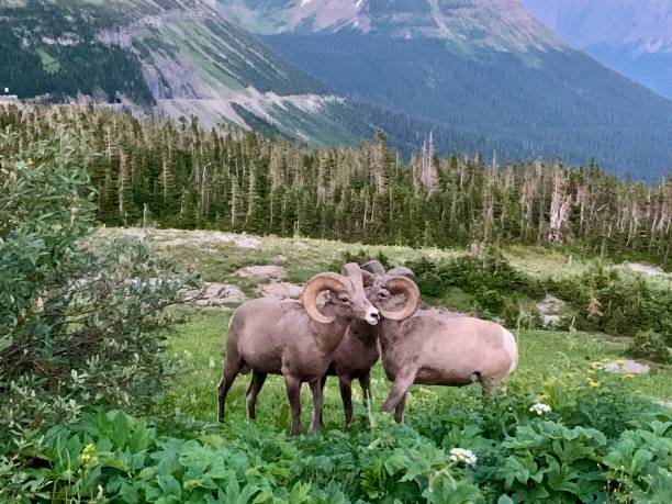 istock Bighorn Sheep, Glacier National Park 2194924997