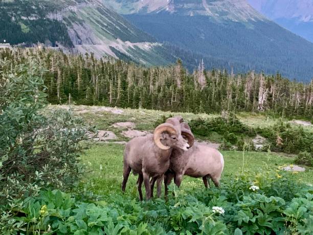 istock Bighorn Sheep, Glacier National Park 2194925001