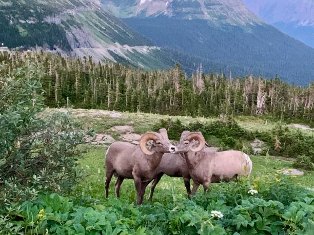 istock Bighorn Sheep, Glacier National Park 2194925005