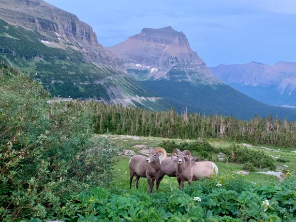 istock Bighorn Sheep, Glacier National Park 2194925006